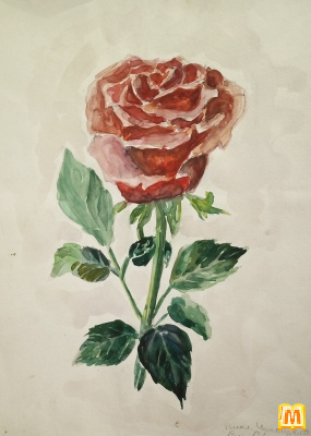 Роза