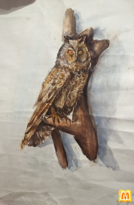 Сова