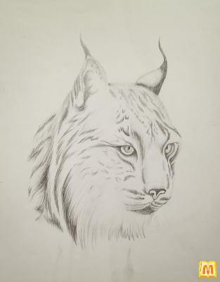 Рись